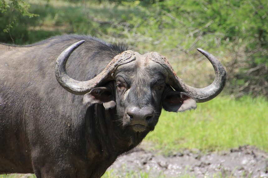 buffalo