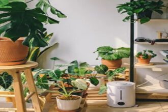 plant