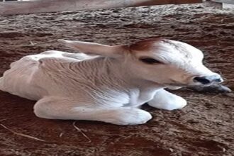 cow