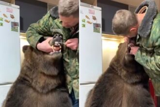 bear