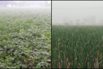 kisan