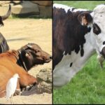 cow