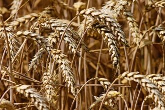 wheat