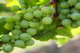 grapes