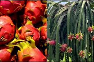 dragon fruit