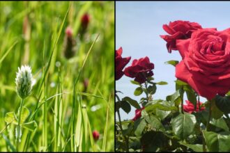 rose