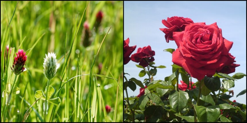 rose